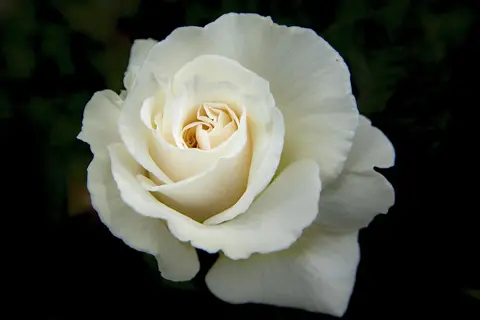 weiße Rose