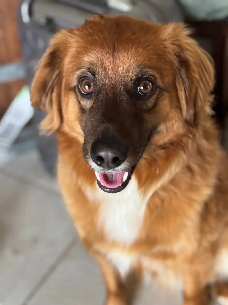 Chewie