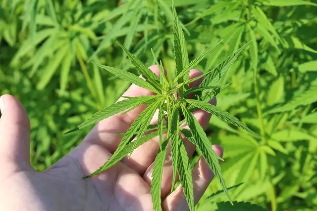 Cannabis, Hand