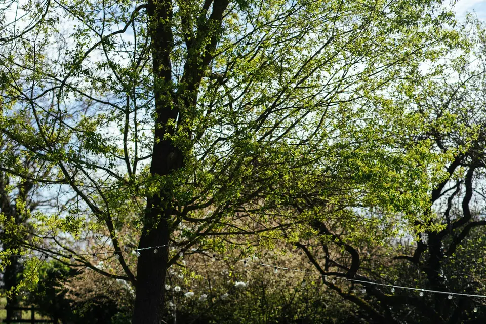 Holz-Picknicktische auf einer sonnigen Wiese
