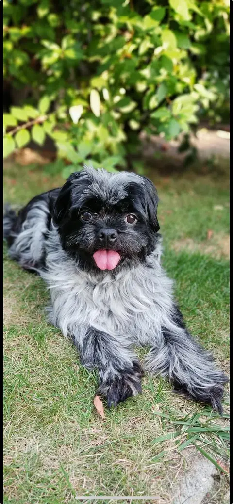 Pepper