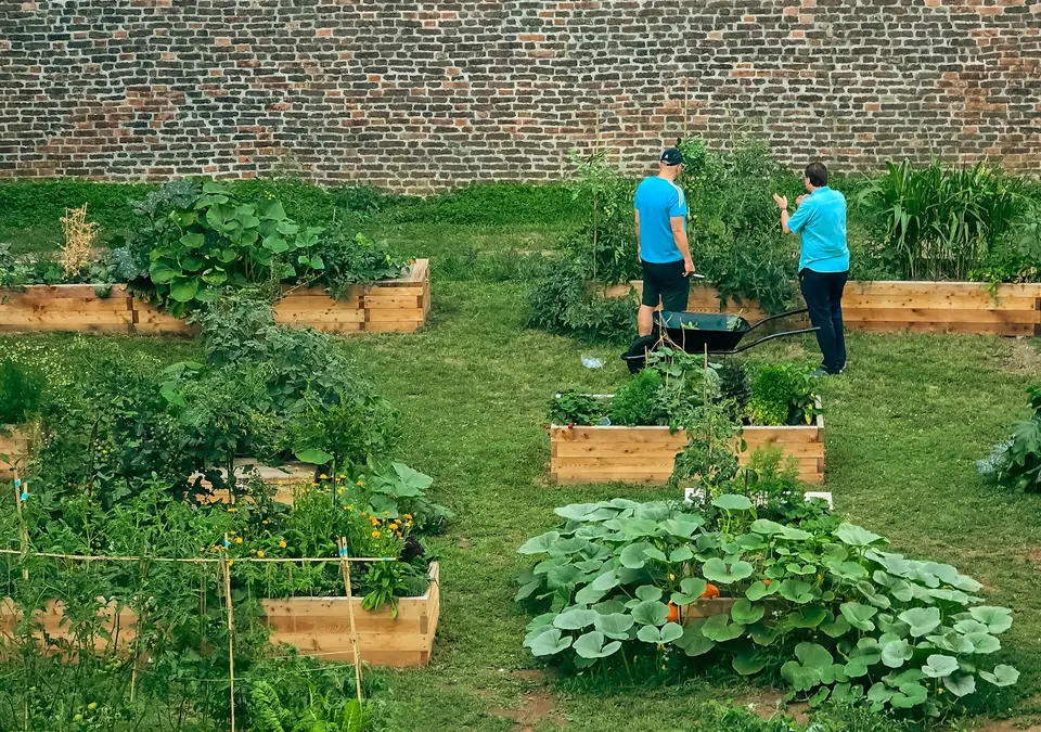 Zwei Menschen arbeiten in einem Gemeinschaftsgarten.